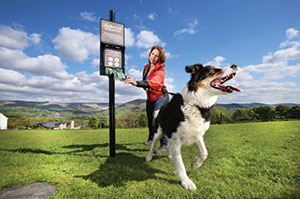 Cleaning up after dog waste