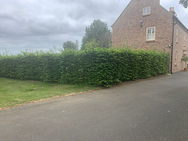 hedges