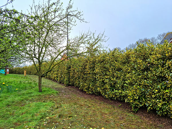 hedges