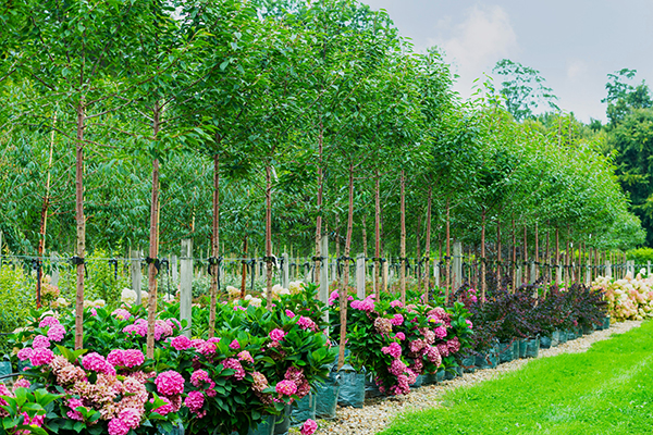 bushes